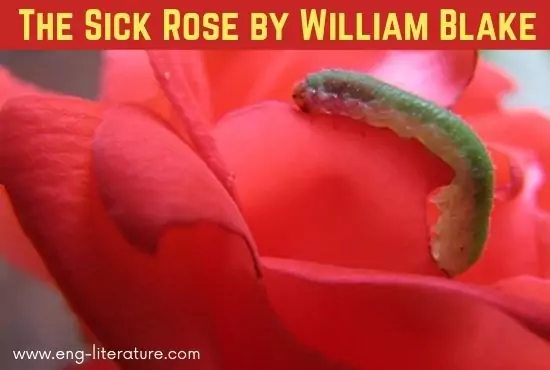 The Sick Rose by William Blake | Summary, Analysis, Theme, Questions and Answers The Sick Rose by William Blake | Summary, Analysis, Theme, Questions and Answers
