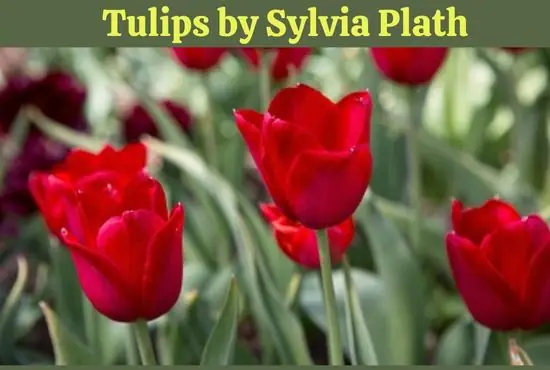 Critical Analysis of Tulips Poem by Sylvia Plath Critical Analysis of Tulips Poem by Sylvia Plath